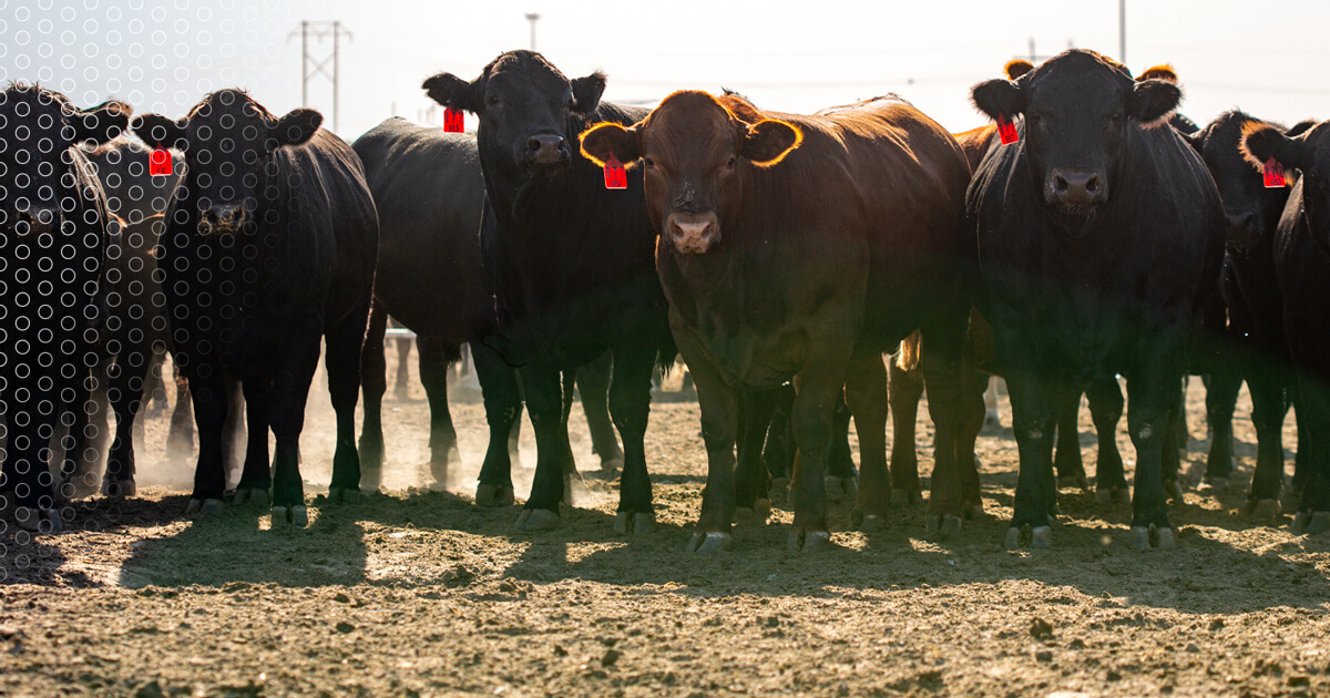 Feedyard Design and Construction MJE LLC Construction