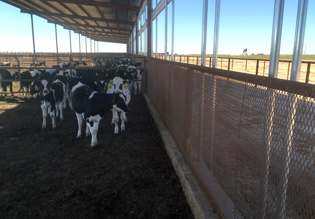 MJE Case Study Blue Sky Farms Midway Heifer Facility