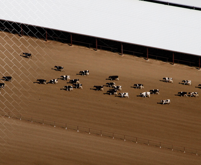 MJE Dairies Case Studies Header Mobile