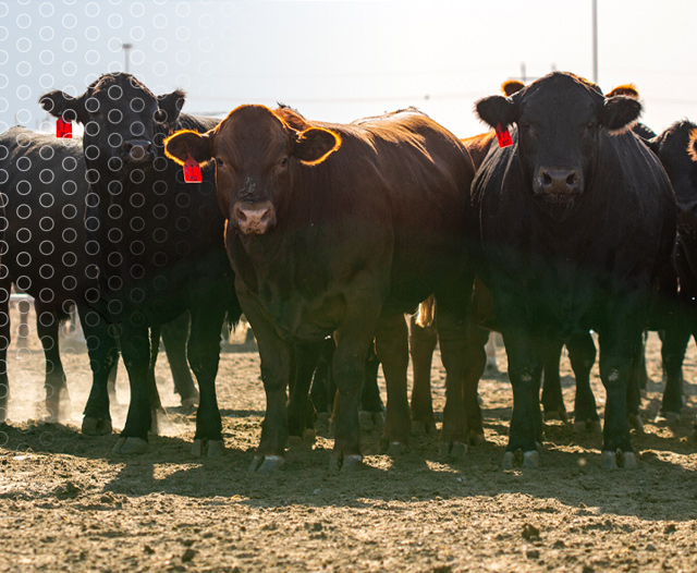 MJE Feedyard Case Studies