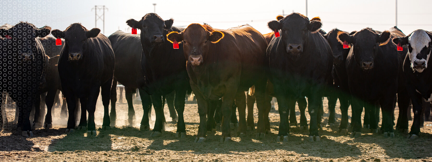MJE Feedyard Case Studies