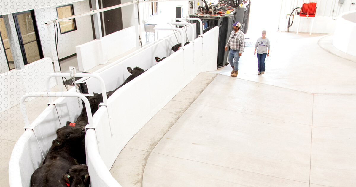 Hy dairies case study ppt 02 picture