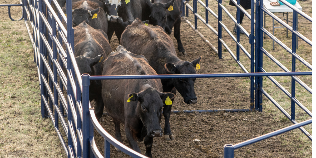 Cattle Handling Blog Part 2 featured image